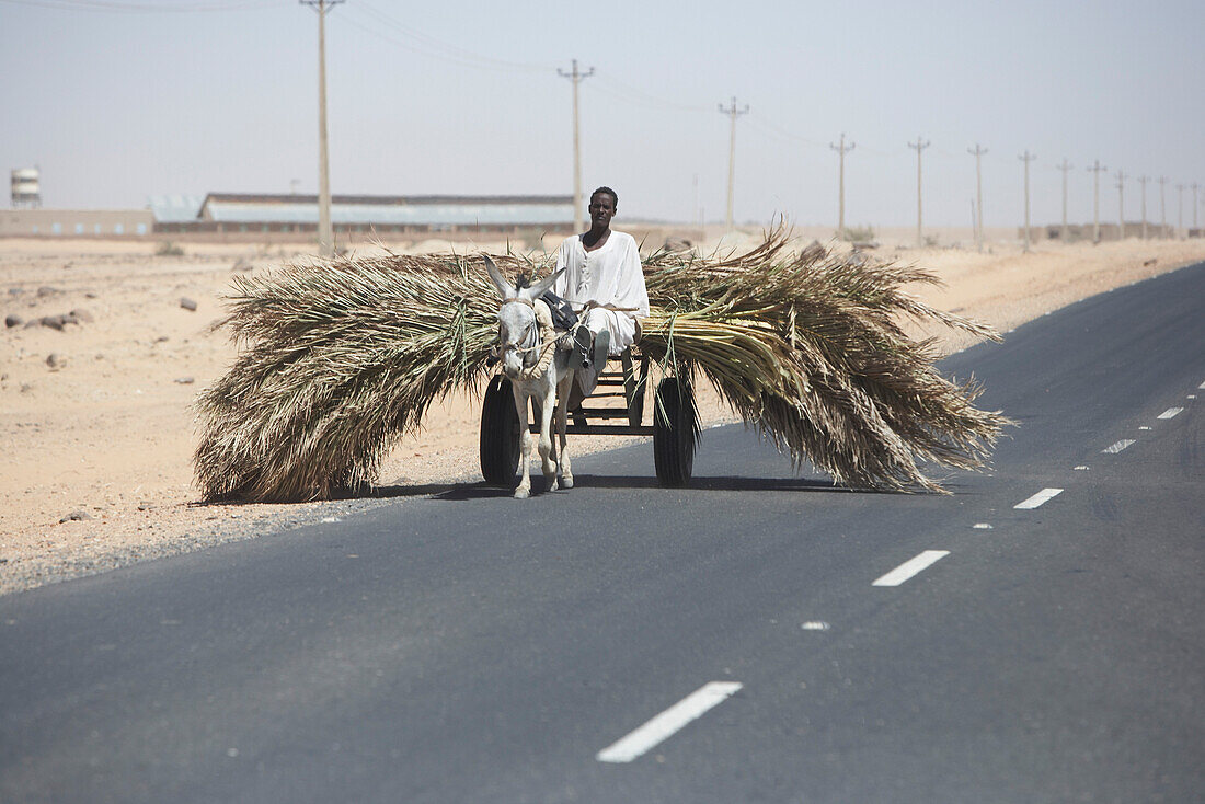 Eselgespann mit Palmblättern auf der Strasse nach Merowe, asch-Schamaliyya, Sudan