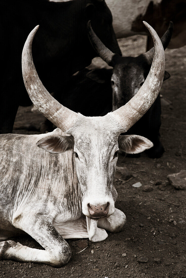 Cattle, Ethiopia