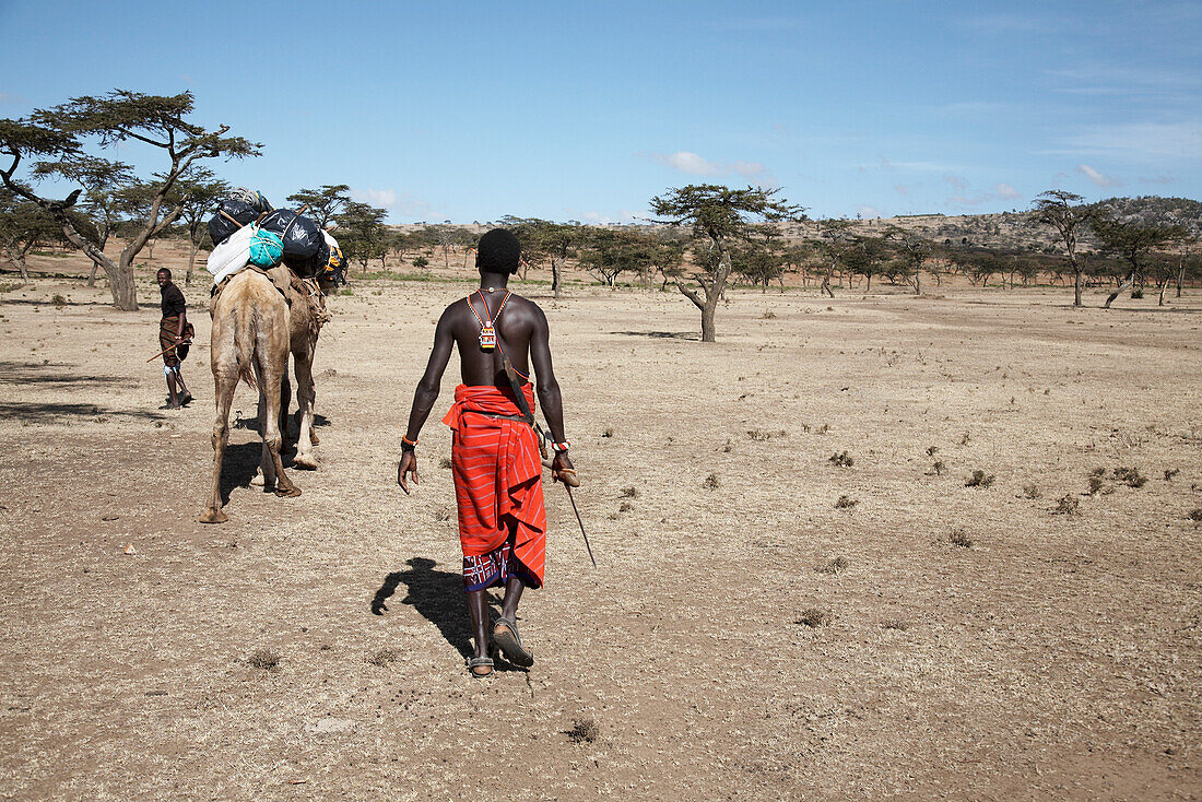 Samburu Krieger mit Kamel, Maralal, Samburu County, Kenia