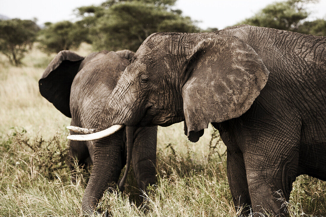 Zwei Elefanten, Udzungwa-Mountains-Nationalpark, Tansania