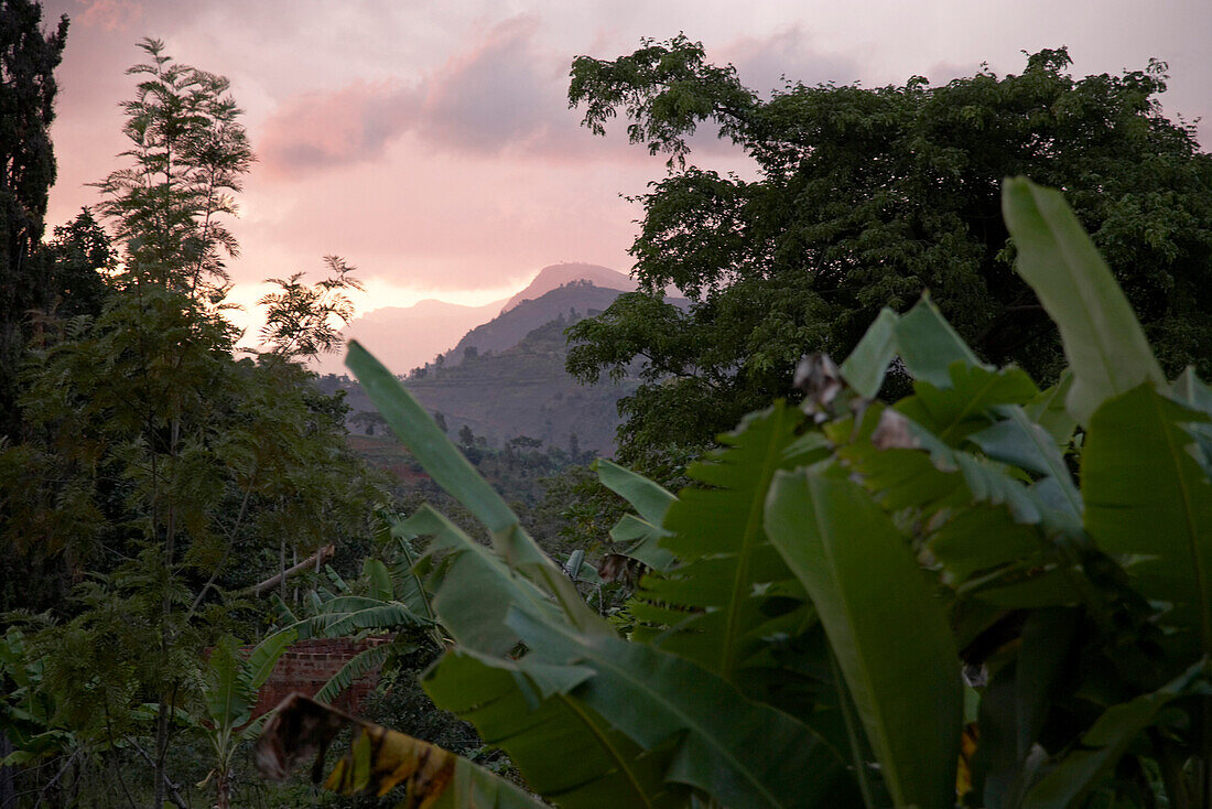 Regenwald, Usambara-Berge, Tanga Region, Tansania