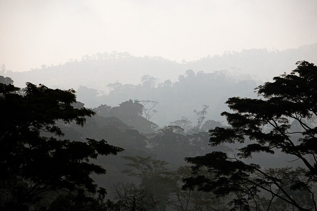 Rainforest, Usambara Mountains, Tanga region, Tanzania