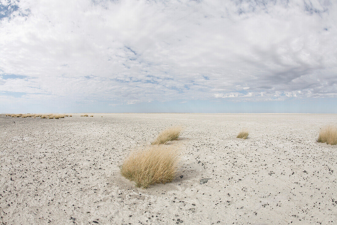 Salt flat, Kubu Island, Makgadikgadi Pan, Botswana