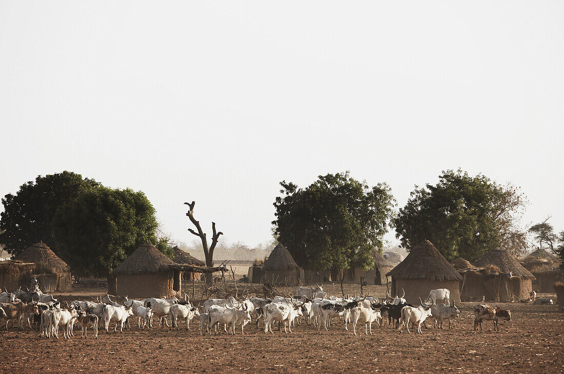 Herd of cattle in a village, Mauritania