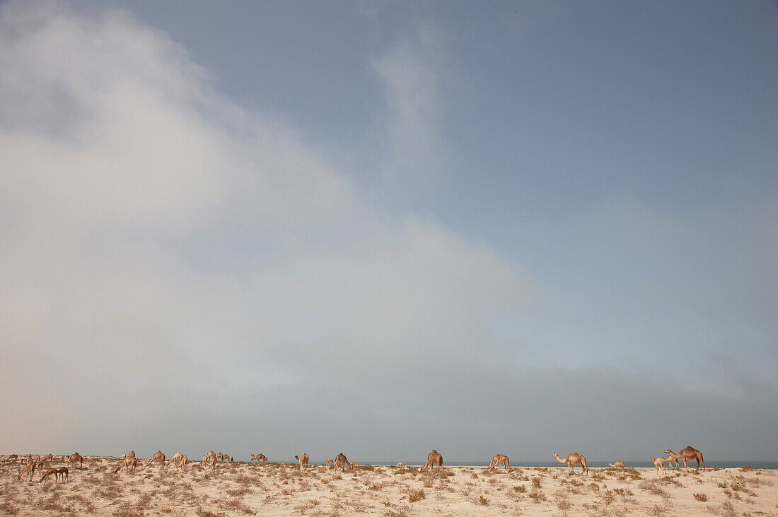 Dromedare grasen zwischen Sanddünen, Nouakchott, Mauretanien