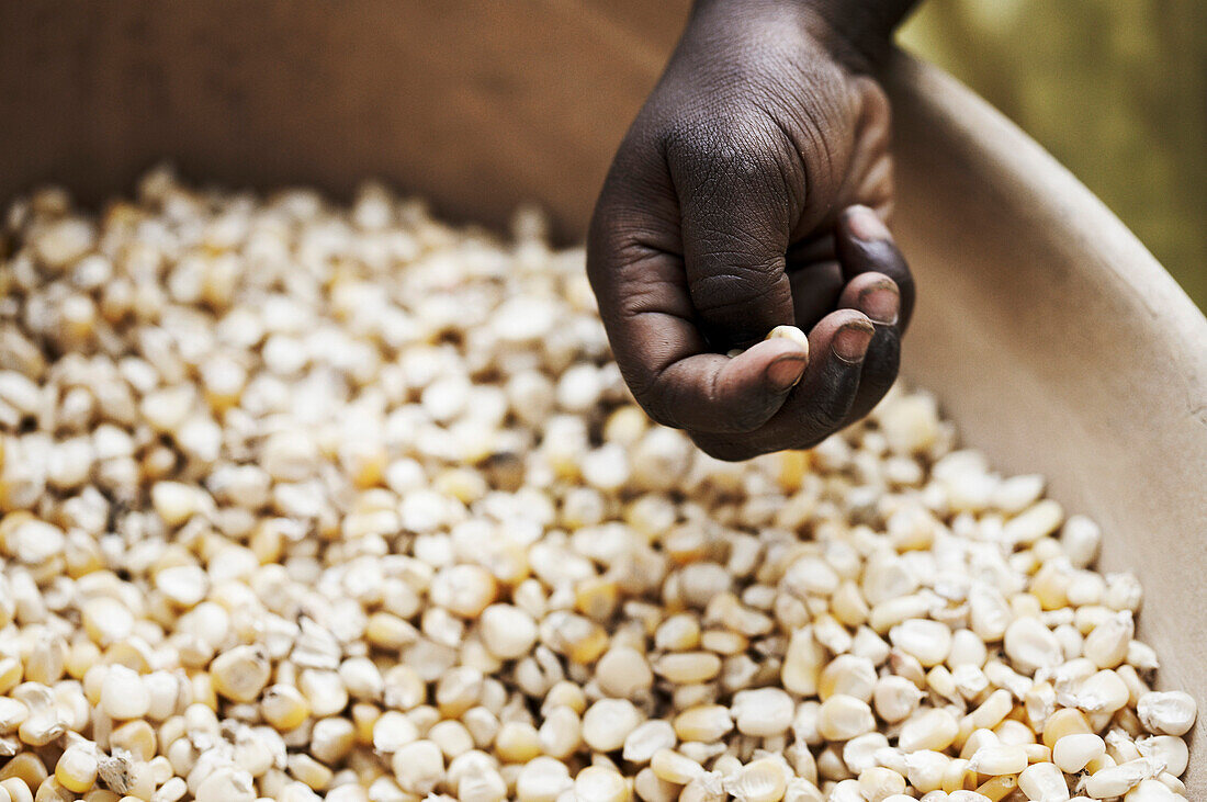 Hand above a bowl with grains of corn, Magadala, Mali