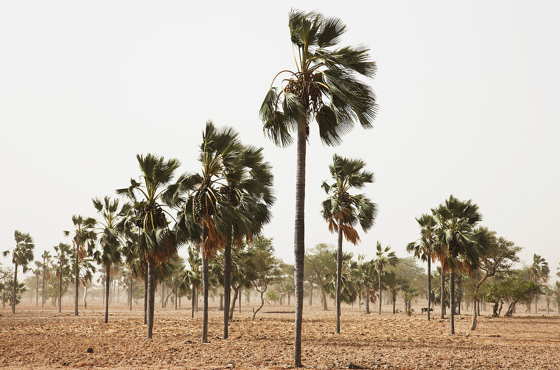 Palm trees in the wind, Dogon land, Mopti region, Mali