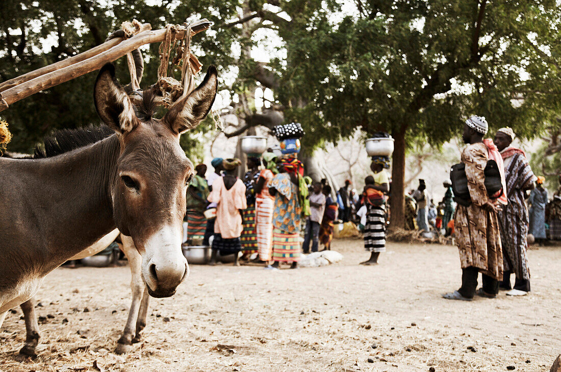 Marktszene, Esel im Vordergrund, Dogon-Land, Region Mopti, Mali