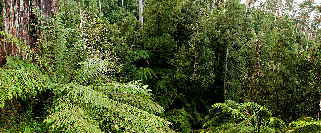 Kühltemperierter Regenwald, Errinundra Nationalpark, Victoria, Australien