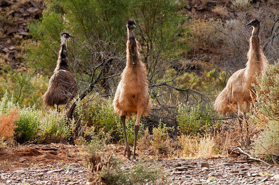 Emus in der Chambers Gorge, Flinders Ranges, Südaustralien, Australien