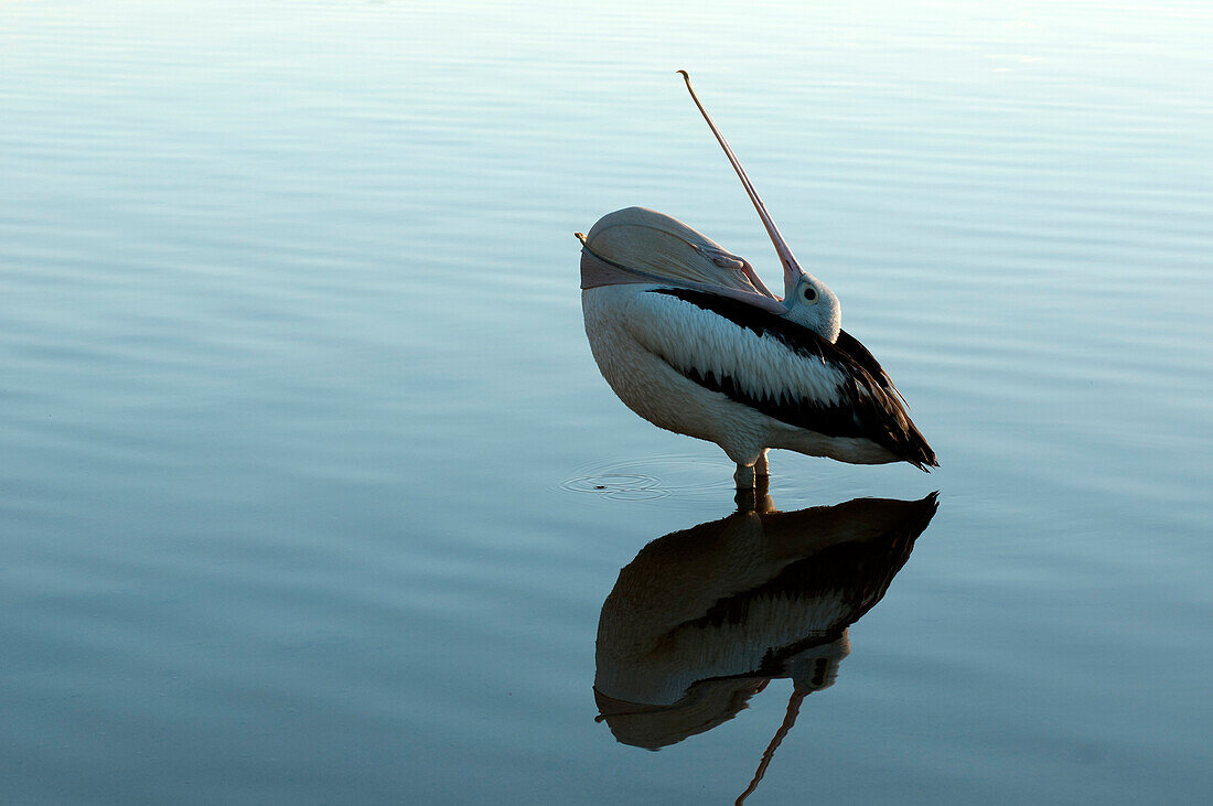 Pelican in the Mallacoota Inlet, Croajingolong National Park, Victoria, Australia
