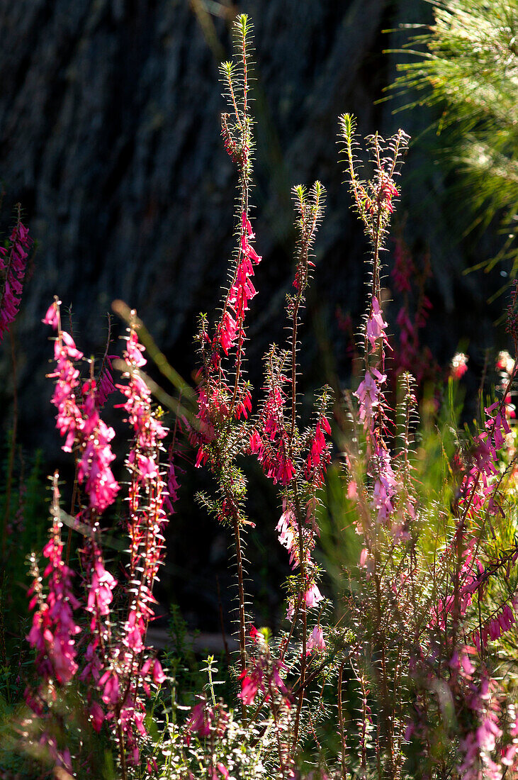 Flowering heath, Coobracambra National Park, Victoria, Australia