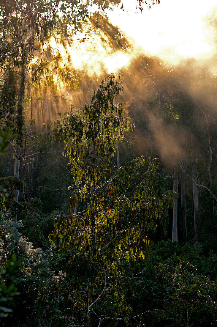 Morgenstimmung im Urwald, East Gippsland, Victoria, Australien