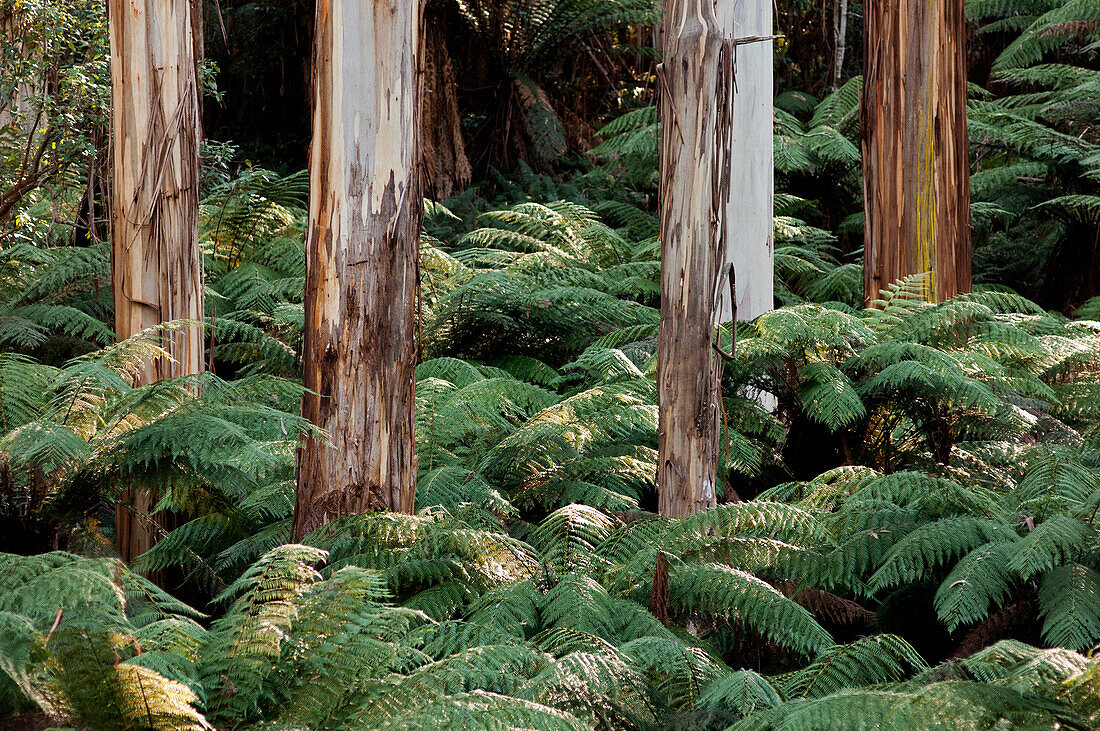 Gewaltige Eukalypten in der Martins Creek Reserve, East Gippsland, Victoria, Australien