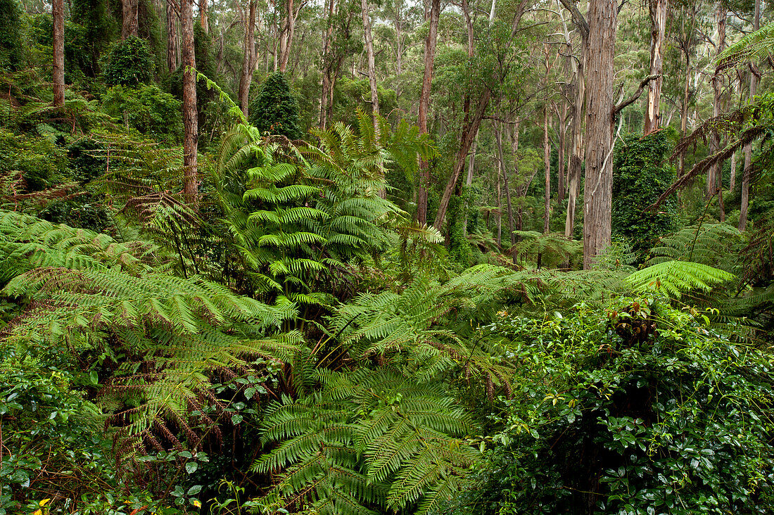 Üppiger Wald in der Martins Creek Reserve, East Gippsland, Victoria, Australien