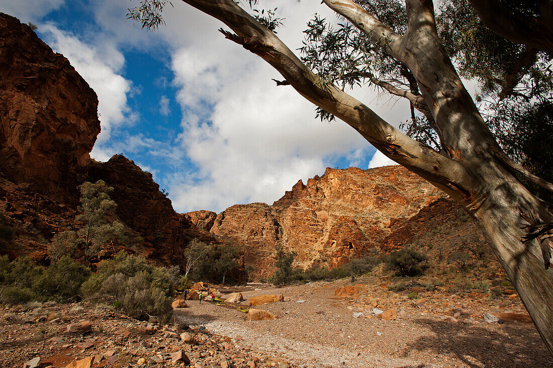Chambers Gorge, Flinders Ranges, Südaustralien, Australien