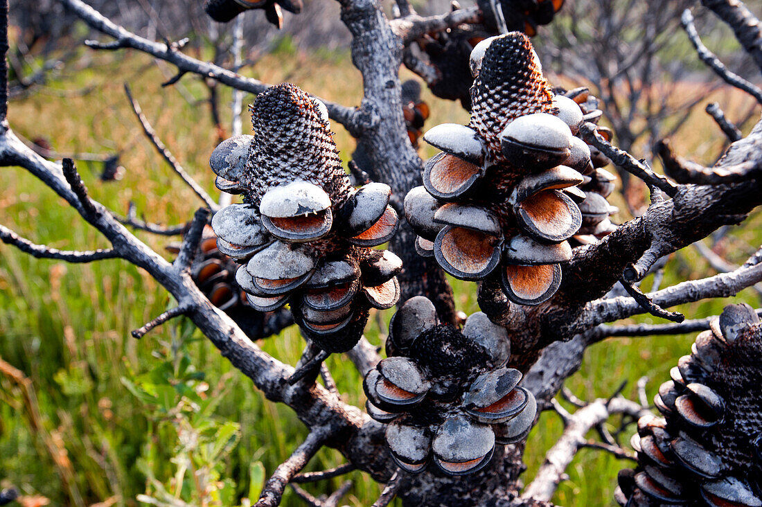 Banksi bush after a bush fire, Croajingolong National Park, Victoria, Australia