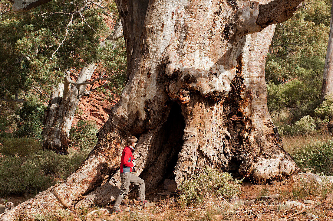 Gewaltiger Flußeukalyptus in der Brachina Gorge, Flinders Ranges Nationalpark, Südaustralien, Australien