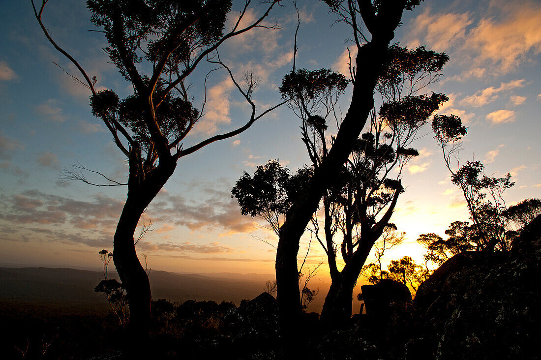Eukalyptuswald nahe dem Gipfel des Genoa Peak, Croajingolong Nationalpark, Victoria, Australien