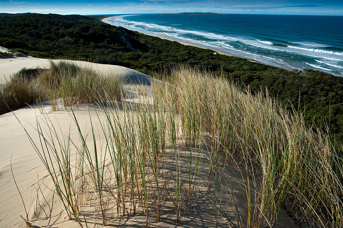 Sand dunes in the Cape Howe Wilderness, Croajingolong National park, Victoria, Australia