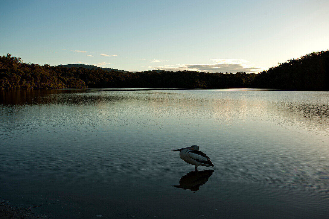 Pelikan Mallacoota Inlet, Croajingolong Nationalpark, Victoria, Australien