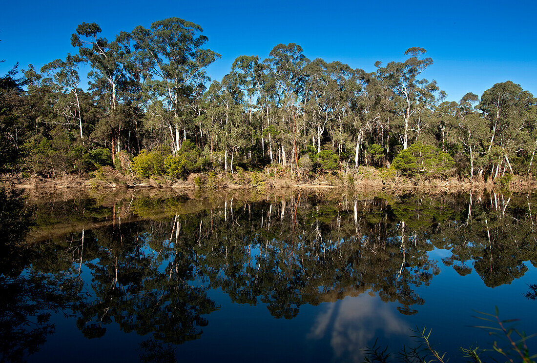 Genoa River with reflection of the trees, East Gippsland, Victoria, Australia
