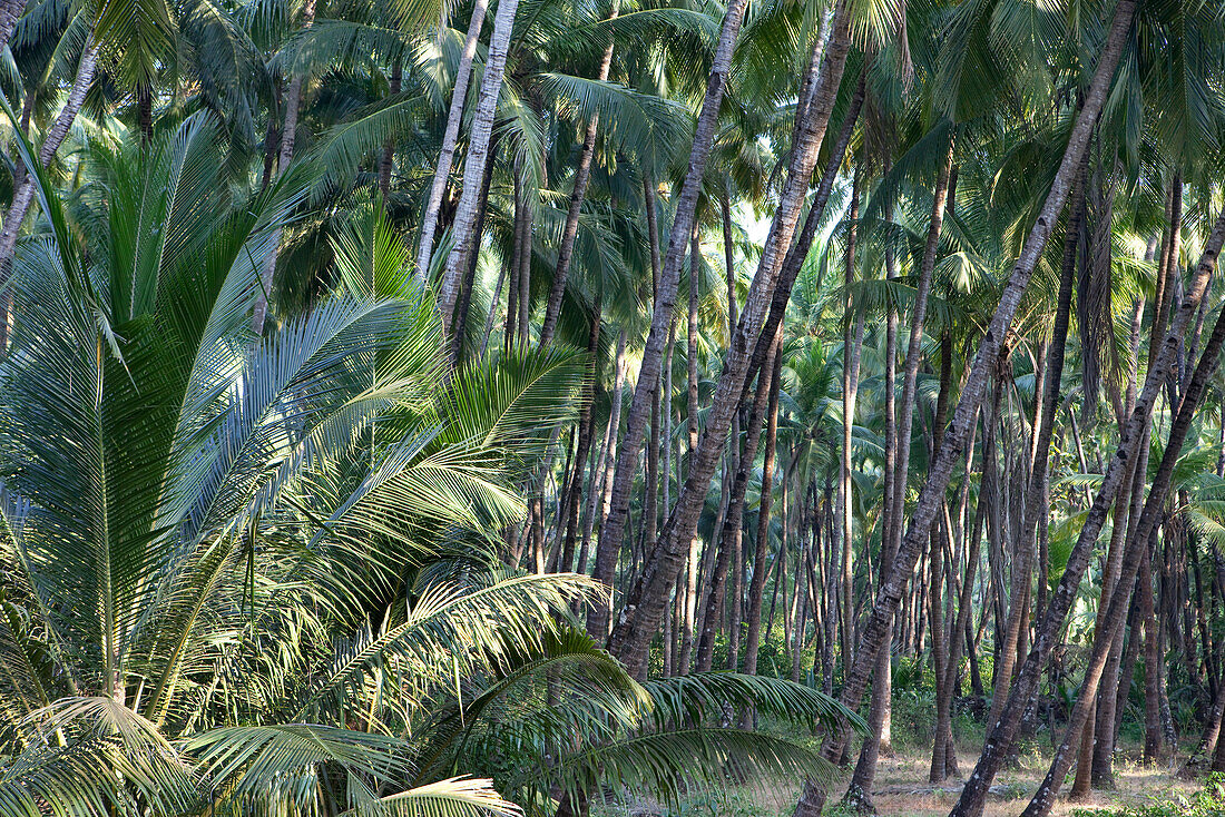 Sonnenlicht fällt durch das Blätterdach einer Kokosnussplantage, Agonda, Goa, Indien
