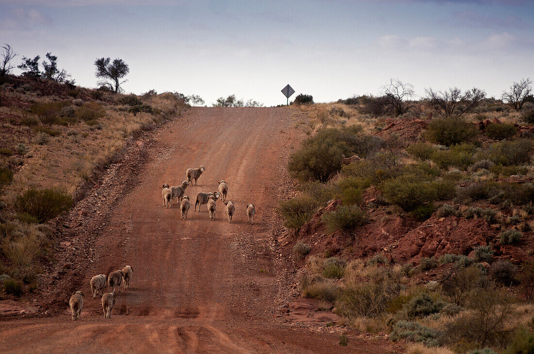 Schafe auf der Strasse zur Chambers Gorge, Flinders Ranges, Südaustralien, Australien