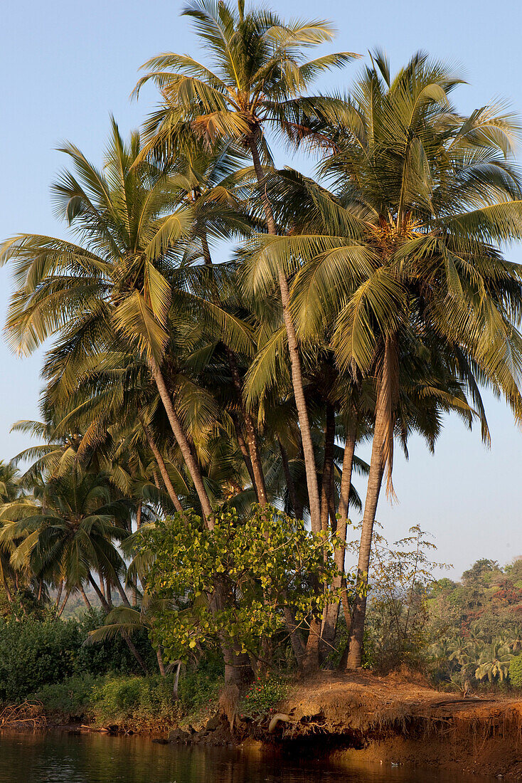 Kokospalmen am Flussufer im Hinterland von Agonda, Agonda, Goa, Indien