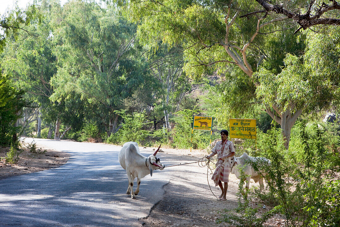 Inder mit seinen Buckelrindern auf dem Weg zum Tempel von Ranakpur, Ranakpur, Rajasthan, Indien