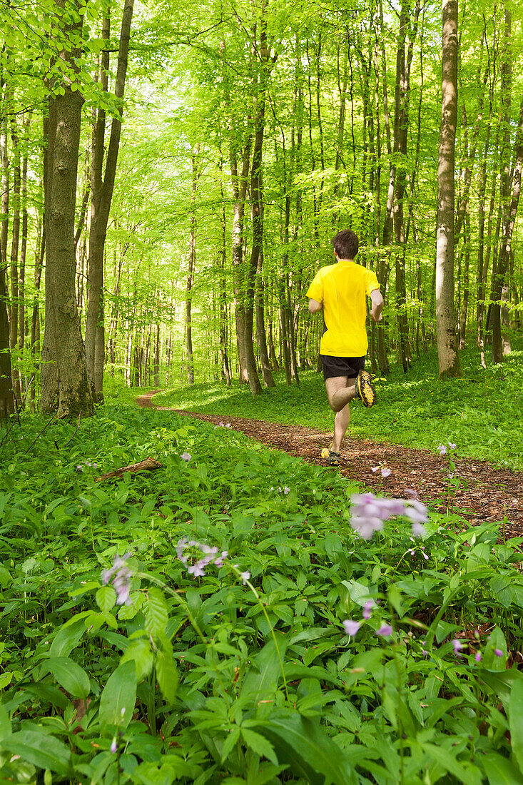 Junger Mann joggt im Buchenwald, Nationalpark Hainich, Thüringen, Deutschland