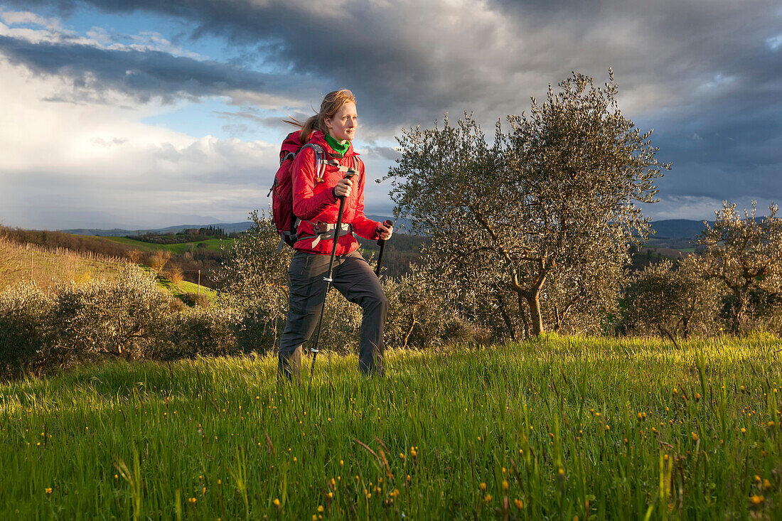Young woman hiking through an olive grove, Val d Orcia, Tuscany, Italy