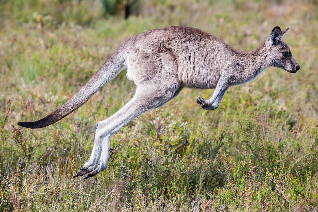 Östliches Graues Riesenkänguru, Wilsons Promontory, Victoria, Australien