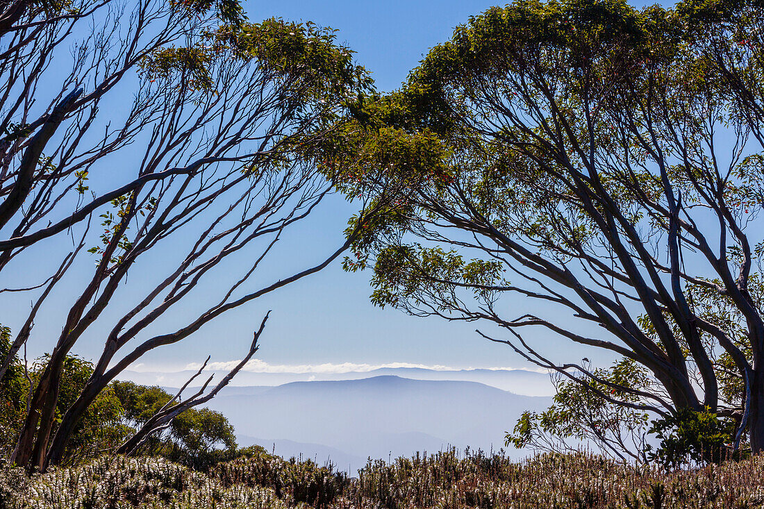 Snow gums, Baw Baw Plateau, Victoria, Australia