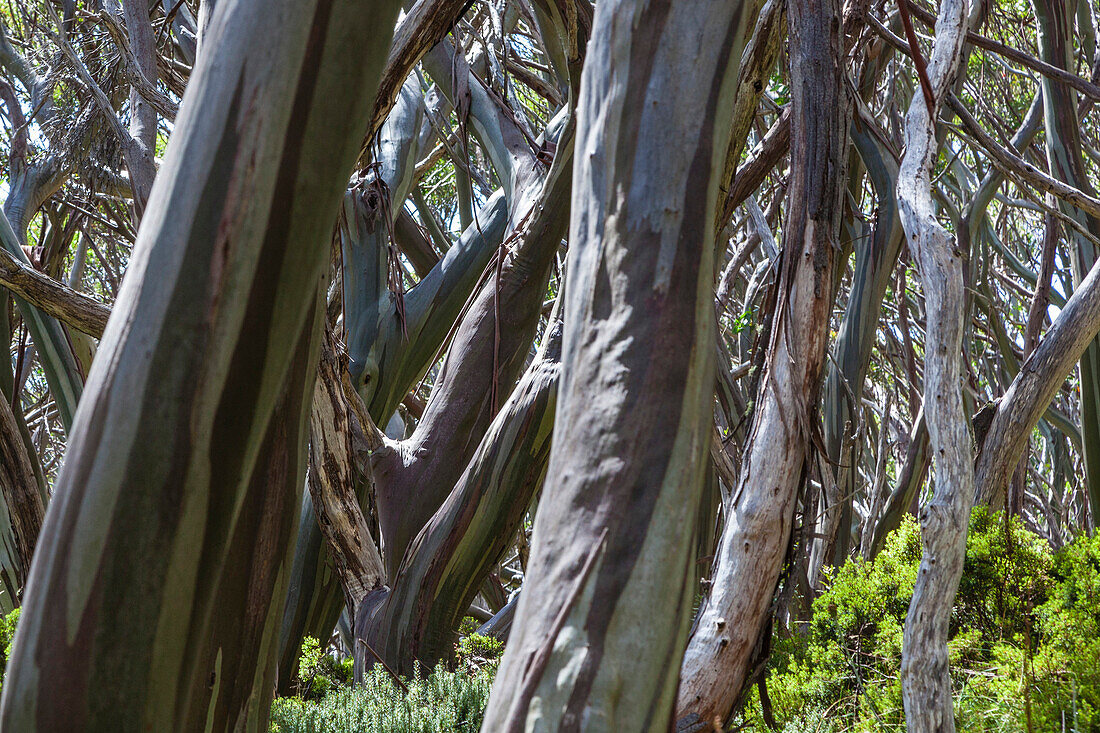 Schnee-Eukalyptus, Baw Baw Plateau, Victoria, Australia