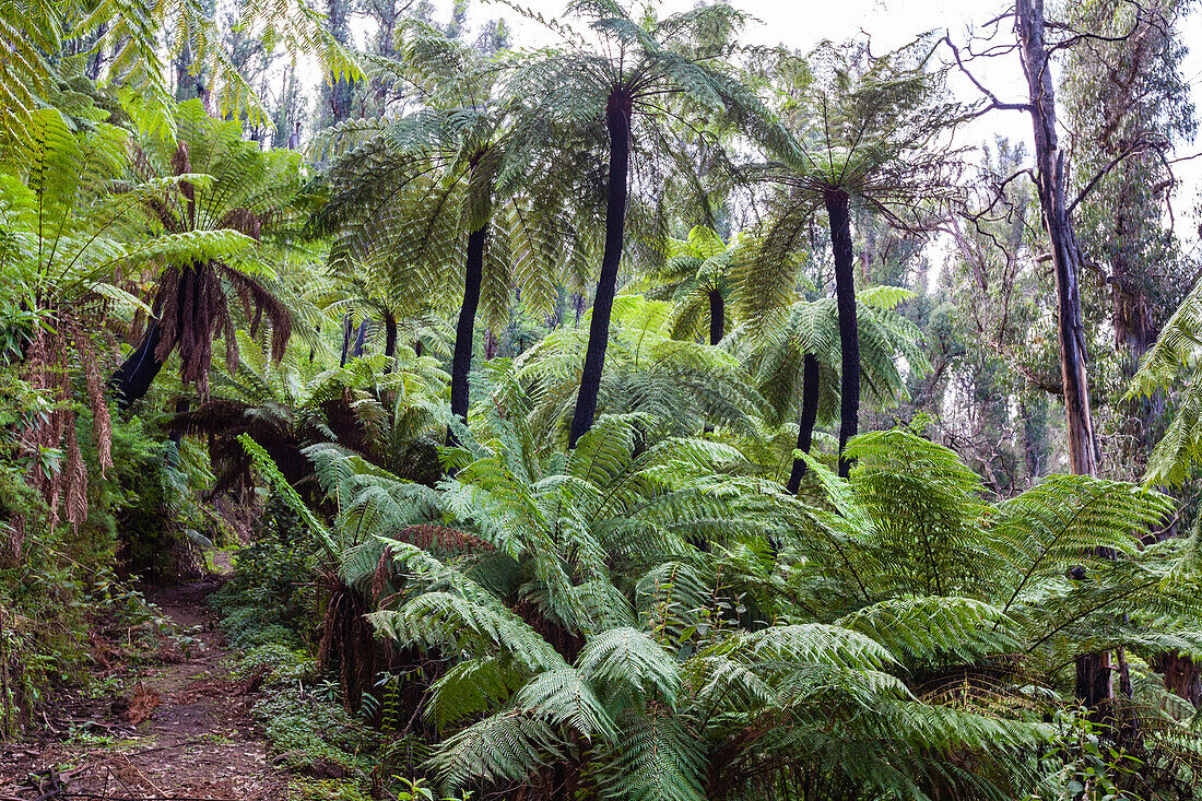 Verbrannte Baumfarne, Baw Baw, Victoria, Australien