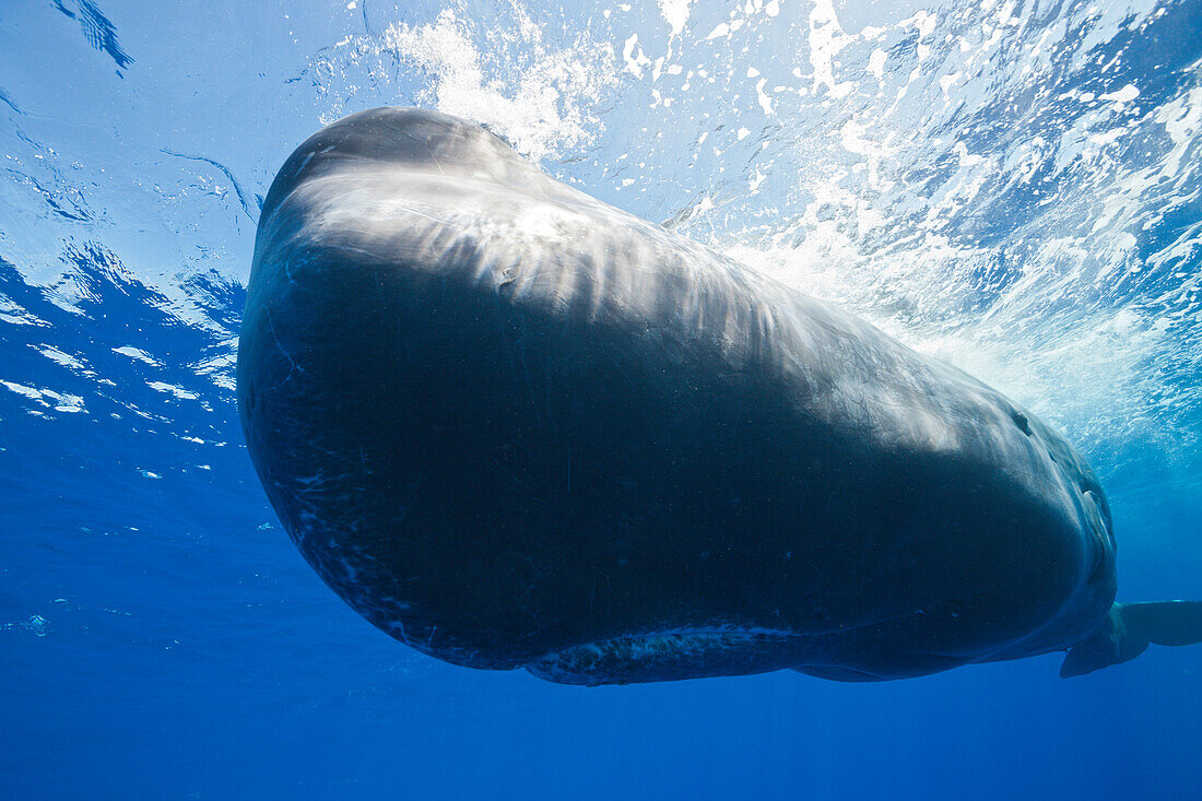 Sperm Whale, Physeter macrocephalus, Tenerife, Canary Islands, Spain