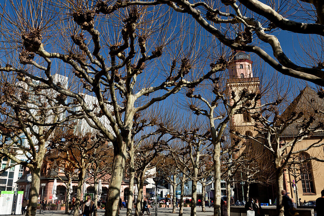 Trees on the Hauptwache square, Frankfurt, Hesse, Germany