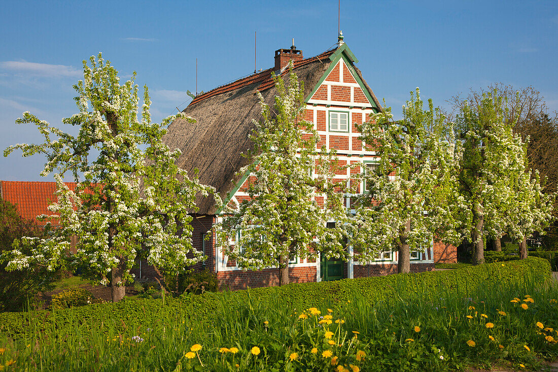 Blühende Bäume vor reetgedecktem Fachwerkhaus, bei Neuenkirchen, Altes Land, Niedersachsen, Deutschland