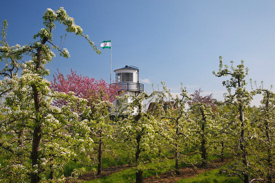 Blossoming trees in front of a lighthouse, near Twielenfleth,  Altes Land, Lower Saxony, Germany