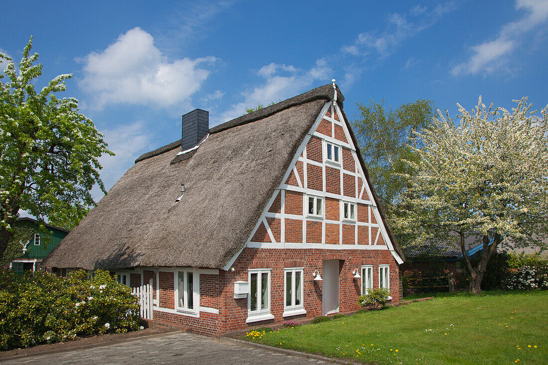 Blühende Bäume vor reetgedecktem Bauernhaus, bei Estebrügge, Altes Land, Niedersachsen, Deutschland