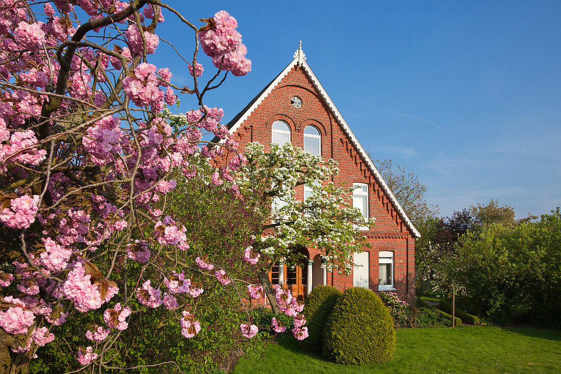 Flowering cherry in front of a farm house, near Neuenkirchen, Altes Land, Lower Saxony, Germany