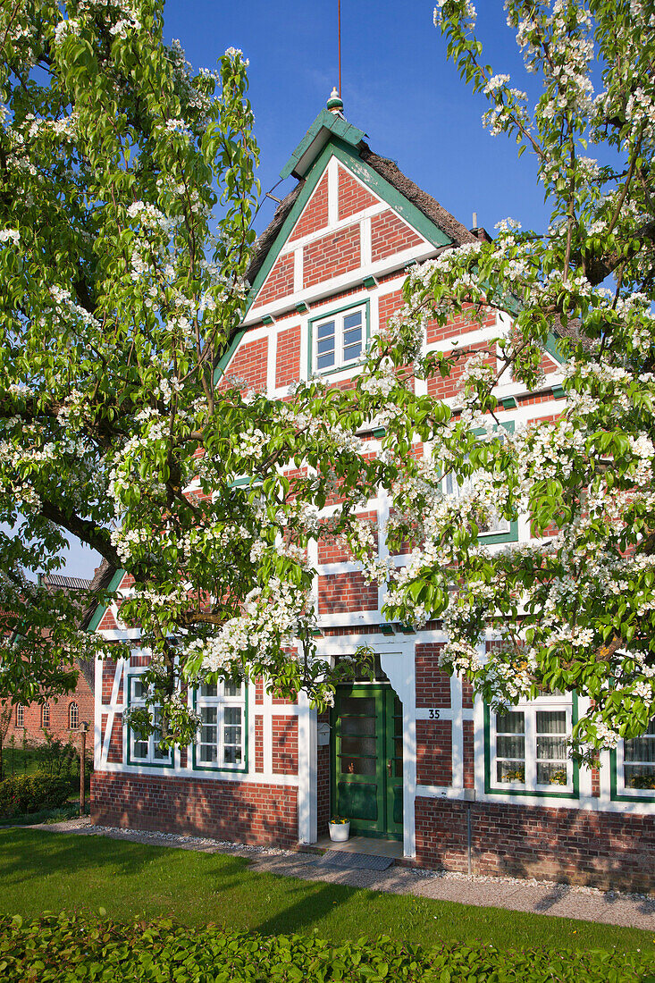 Blossoming trees in front of a half-timbered house with thatched roof, near Neuenkirchen, Altes Land, Lower Saxony, Germany