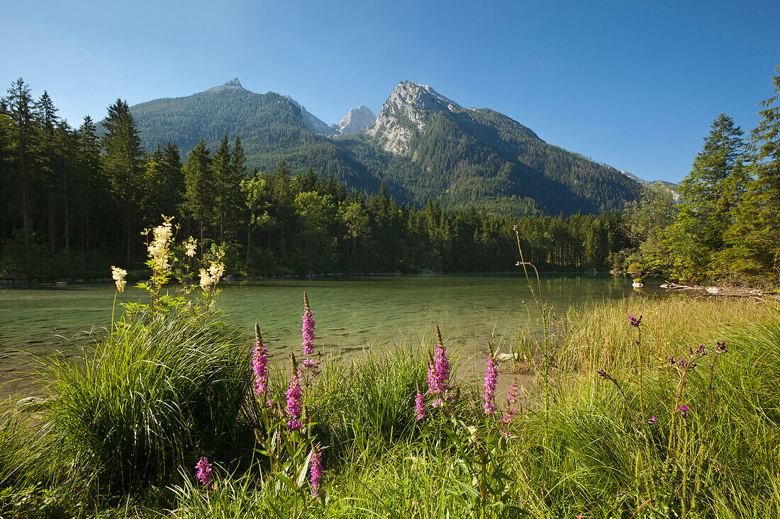 Hintersee, view to Hochkalter, near Ramsau, Berchtesgaden region, Berchtesgaden National Park, Upper Bavaria, Germany