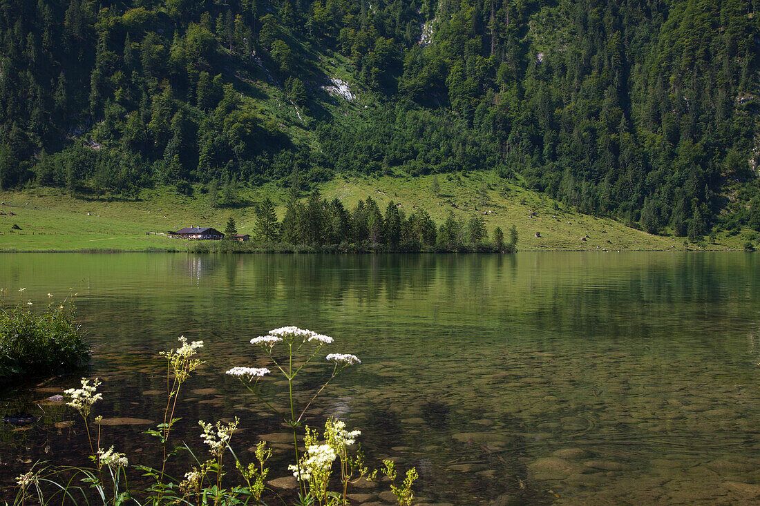 near Salet at the southern part of Koenigssee, Berchtesgaden region, Berchtesgaden National Park, Upper Bavaria, Germany