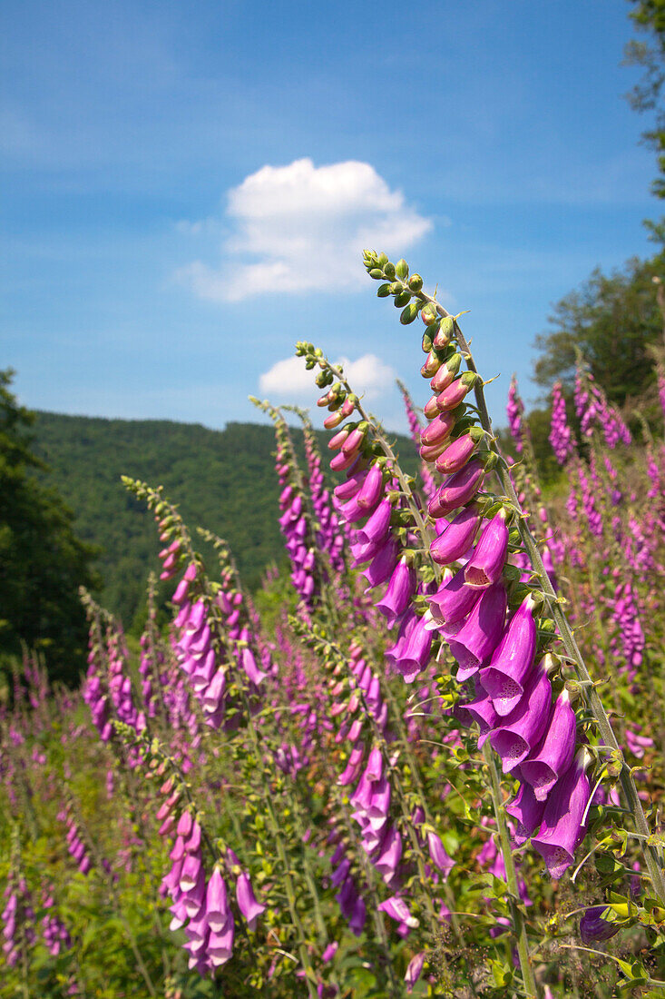 Fingerhut (Digitalis purpurea) am Waldrand, Nationalpark Eifel, Eifelsteig, Eifel, Nordrhein-Westfalen, Deutschland