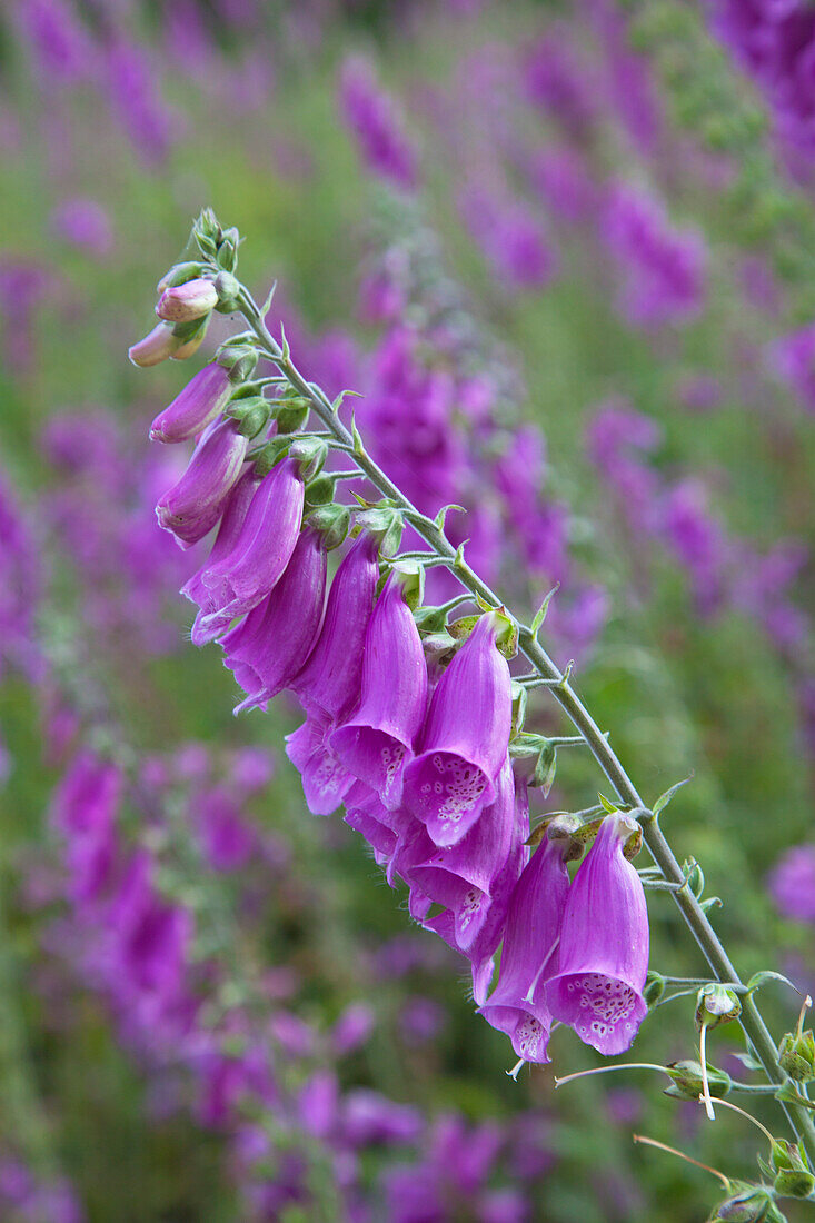 Foxglove (Digitalis purpurea) at the edge of a wood, Eifelsteig hiking trail, Nationalpark Eifel, Eifel, North Rhine-Westphalia, Germany