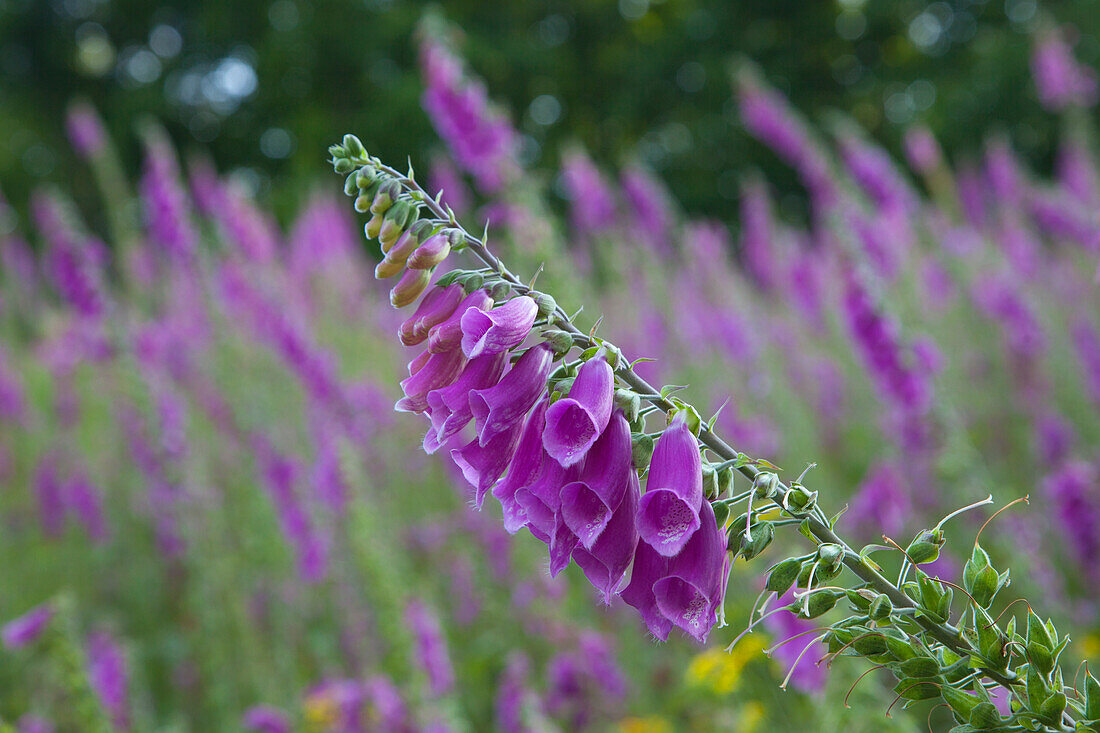 Foxglove (Digitalis purpurea) at the edge of a wood, Eifelsteig hiking trail, Nationalpark Eifel, Eifel, North Rhine-Westphalia, Germany