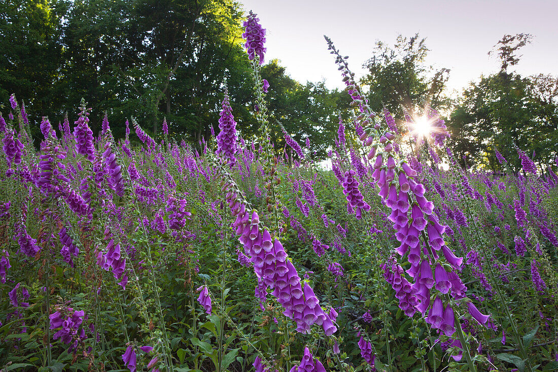 Fingerhut (Digitalis purpurea) am Waldrand, Nationalpark Eifel, Eifelsteig, Eifel, Nordrhein-Westfalen, Deutschland