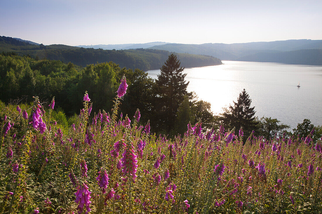 Fingerhut (Digitalis purpurea) am Waldrand, Blick über den Rur-Stausee, Eifelsteig, Nationalpark Eifel, Eifel, Nordrhein-Westfalen, Deutschland